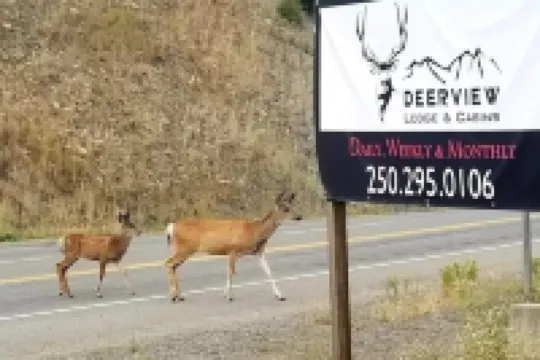 Deerview Lodge & Cabins - Princeton BC Hotels in Princeton