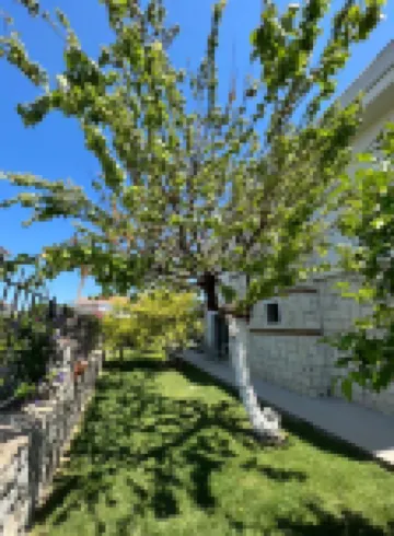 달리안 리서스 스위트