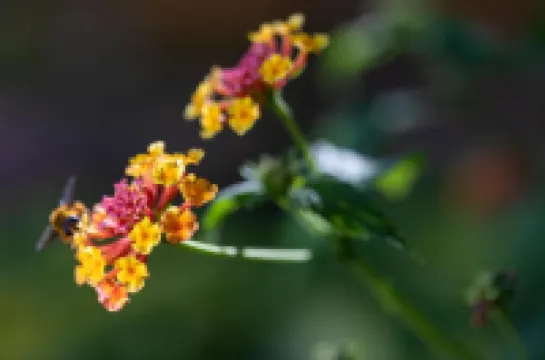 Residencial El Llano