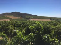 Domaine Coutelier