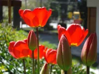 勃朗峯山林小屋