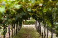 Boutique Wine Resort - Villa Dianella - Farmhouses