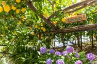 Hotel la Pergola Hotels in Amalfi