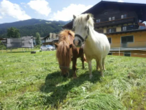 Landhaus Rustika Hotels in Wagrain