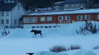 Terråk Gjestegård Hotels in 