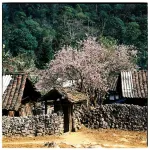 Huyen Tram Guesthouse Hotels in Dong Van