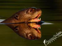 Amazon Dolphin Lodge - Homestays