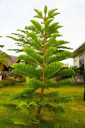 Joleen Safari Park Отели в г. Temeke