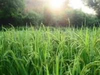 KowitFarmstay Hotels in Mae Chaem