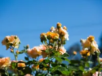 ウィローズ モーテル ゴールバーン ゴールバーンのホテル