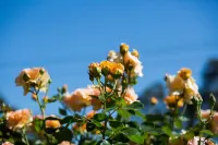 ウィローズ モーテル ゴールバーン