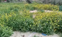 Emile Altwal Hôtels à : Madaba
