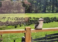 Kookaburra Haven Hotels in Cape Otway