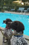 Starlight Lodge Cape Cod - Pools