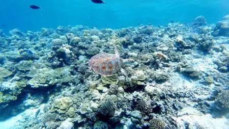 Jerrys Dive Lodge Rasdhoo Отели рядом с достопримечательностью «Курамати»
