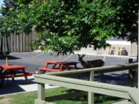 에이 웨스턴 로즈