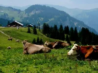 Dorfgasthof Adler Отели в г. Брегенц