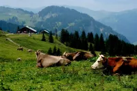 Dorfgasthof Adler