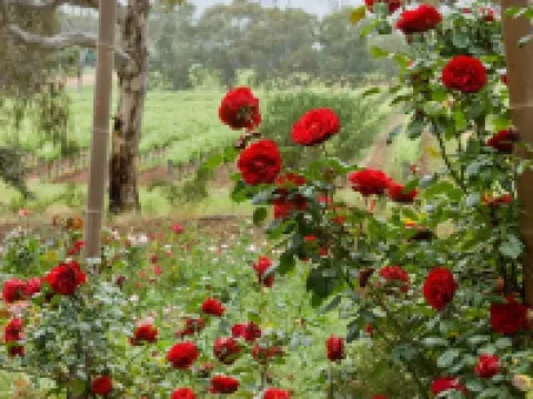 The Residence at Barossa Chateau Hotels in Lyndoch