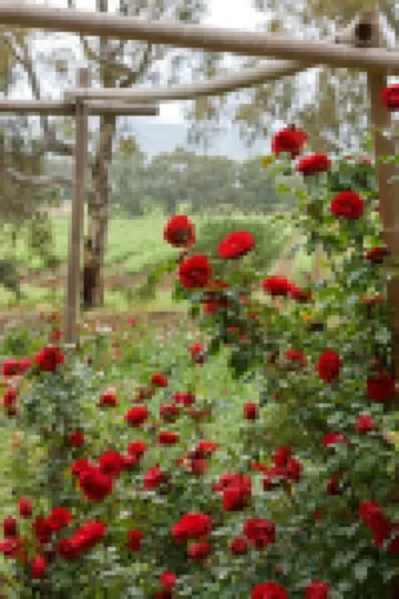 The Residence at Barossa Chateau Hotels in Lyndoch