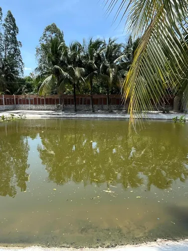 รูปภาพของPhimai Pond House