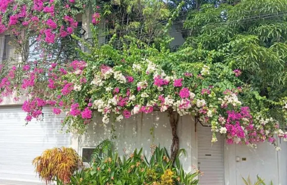 卡拉尼亞古蹟酒店