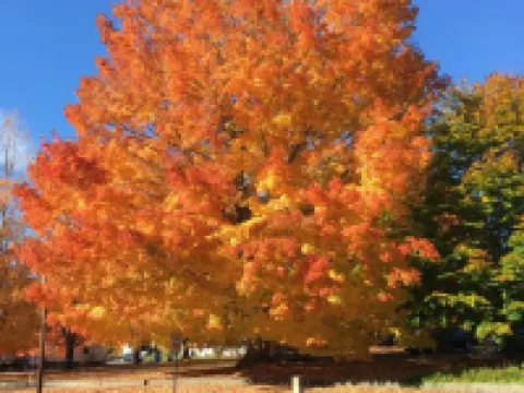 The Beach Rose Inn Hotels in Wells