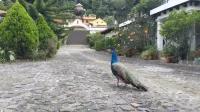 Hostal Casa Búho Hotels in Santa Ana