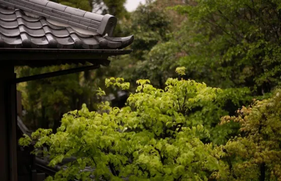 由布院温泉日之春旅館