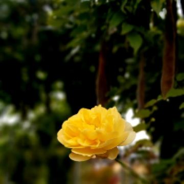 評論圖片 6