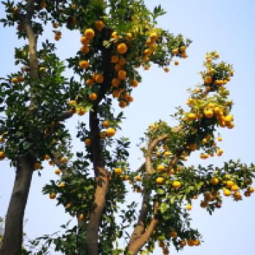 評論圖片 2