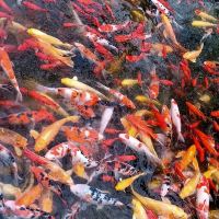 評論圖片 4