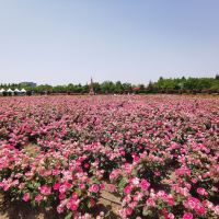 評論圖片 6
