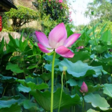 評論圖片 5