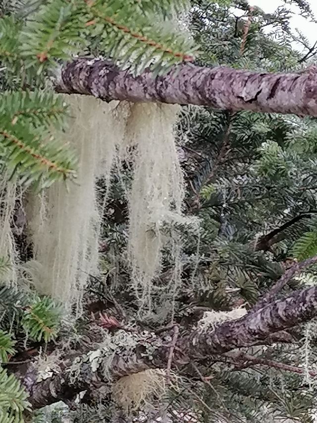 무거춰