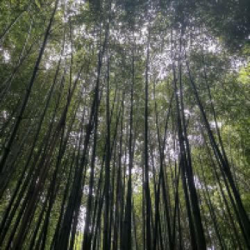 評論圖片 4