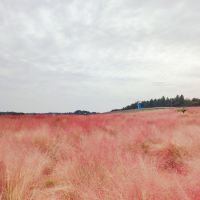評論圖片 3