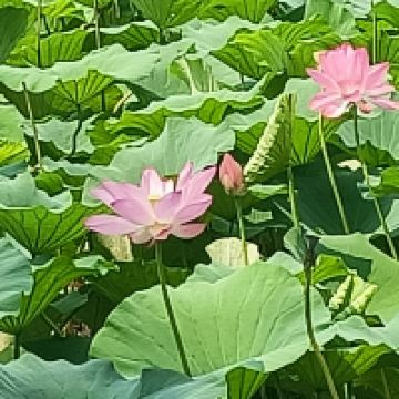 評論圖片 3