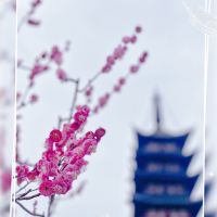 評論圖片 5