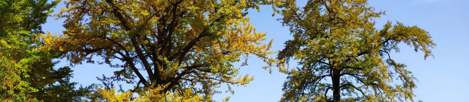 Fall Viewing Attractions