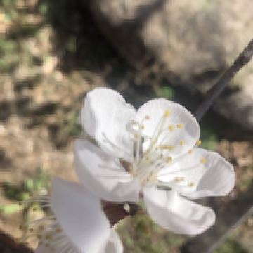 評論圖片 8