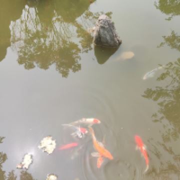 評論圖片 5