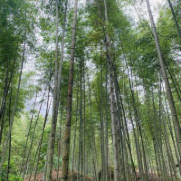 評論圖片 6