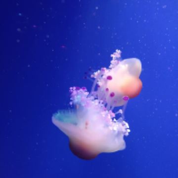 評論圖片 2