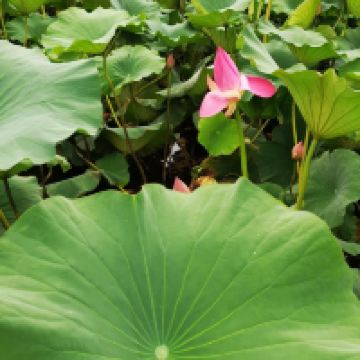 評論圖片 1