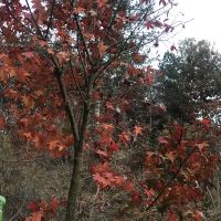 評論圖片 2