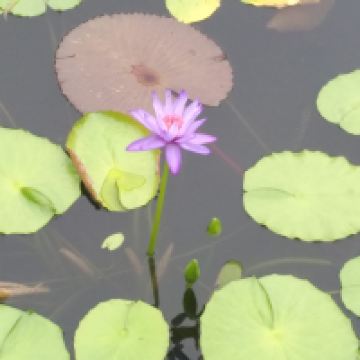 評論圖片 1
