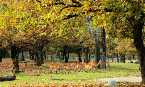 Xi'an Qinling Wildlife Park