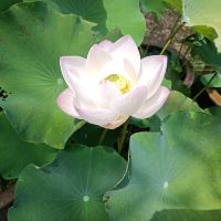 評論圖片 6