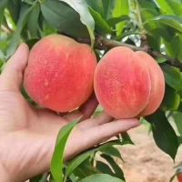 評論圖片 3